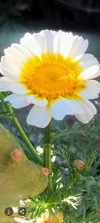 شتلات متنوعة • شتلات ورد • توصيل السماوه