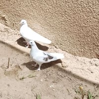 زوج مخاليف • الهوير