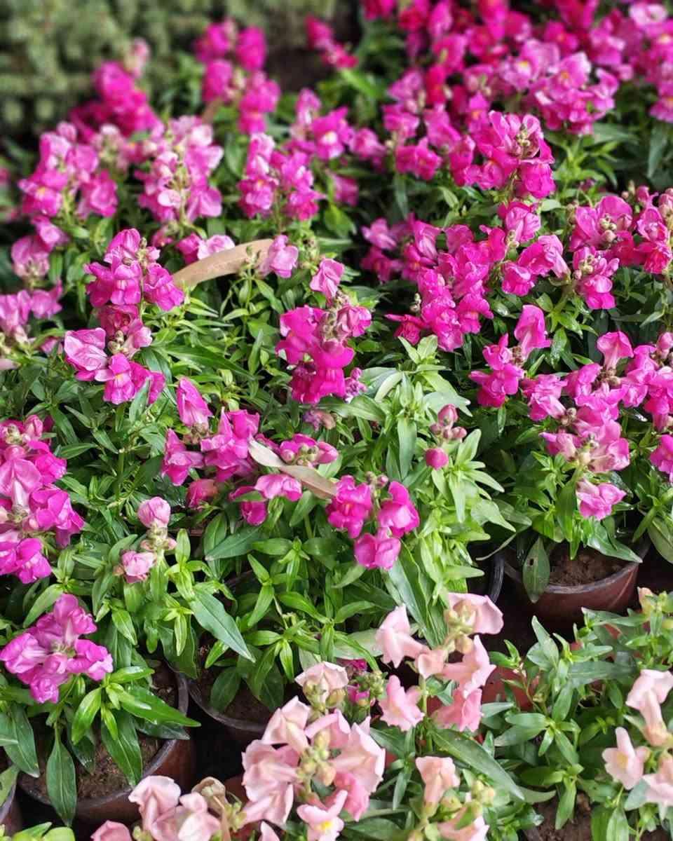 جمال الطبيعة في متناول يدك! نباتات خارجية تُزين حديقتك، ونباتات ظلية تضفي الحياة على منزلك. متوفرة الآن في صفحتي مع خدمة توصيل سريعة وموثوقة." 
اسعار التوصيل حسب المكان 
موسميات 1500 القطعه


**إذا كنت صاحب هذا الإعلان وتريد حذفه لأي سبب، رجاءا أرسل رسالة إلى الدعم الفني**