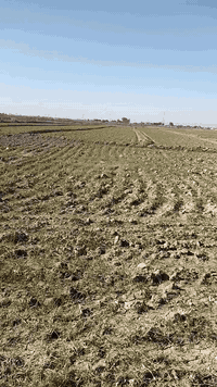 السلام عليكم، أرض زراعيه واسط قضاء الحي، جرف الشط قريب محطه ريف البشائر ست دوانم مع بيت يتكون، من غرفتين ومطبخ، وحمام وهول، جهاز مامسكون بناء جديد سكف سندويج،بيت سيراميك، ماء أسأله متوفر وكهرباء شارع سبيس، يبعد عن الشارع العام 700متر، غير متواجد على الفيس رقم اتصال فقط، ***********
