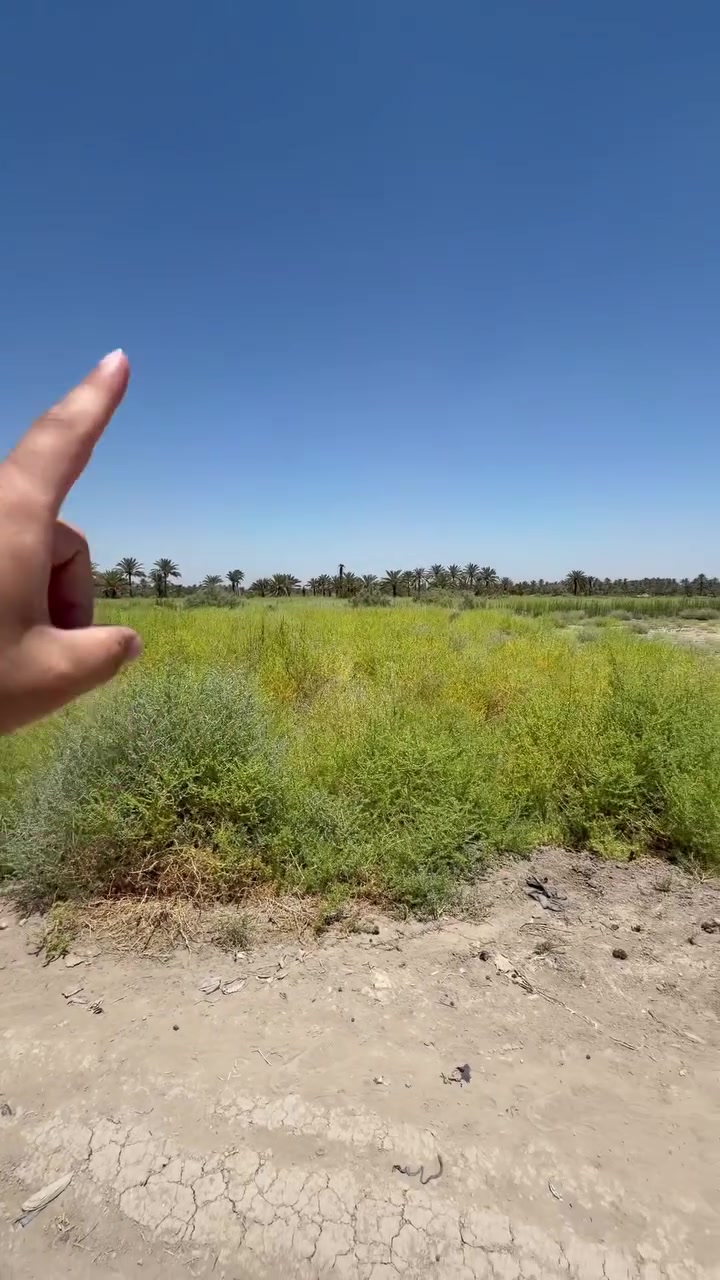 مساحه 1510 طابوزراعي منطقة البوحمير الهه ٣مداخل من جهة البكرلي ومن جهة ورديه خارج مال سيف سعد ومن جهة ورديه  قرية سيد موسى  يوجد كهرباء وماء بوري ابو ٨
***********
