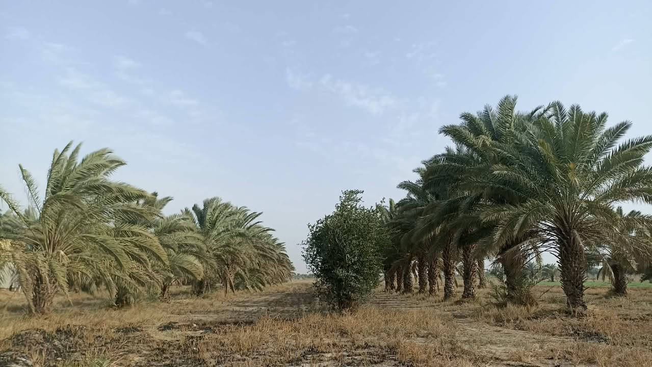 🌟 أرض زراعية للبيع – موقع استثماري مميز 🌟

📍 الموقع: طريق الديوانية – الدغارة، بداية الحولي (الهلالات) من جهة البو حنين، وعلى الحولي مباشرة.

📐 المساحة: 15 دونم
📏 الواجهة: 55 متر
📄 الطابو: سند 25
🏡 خارج حدود البلدية

✅ متوفر كافة الخدمات.
✅ تصلح للسكن والزراعة والاستثمار.
✅ موقع استراتيجي على الحولي مباشرة.
✅ مستقبل تجاري واعد، حيث من المتوقع أن يصبح الموقع على مسار رئيسي لسيارات الحمل والنقل الخارجي بين بغداد والكوت والنجف والمحافظات الأخرى بعد اكتمال الحولي.

💰 السعر: 48 مليون للدونم الواحد.

📞 للاستفسار مراجعة مكتب علاء الخالدي للعقار أو الاتصال بالرقم ***********
