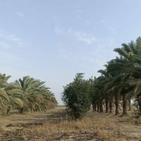 ١٥ دونم • سند ٢٥ • على الحولي
