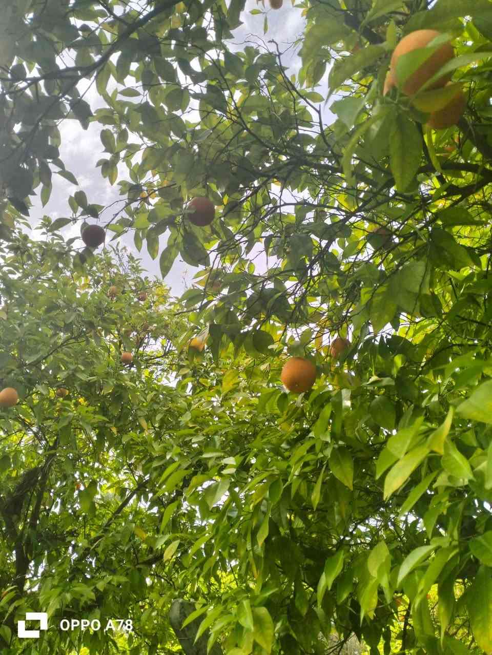 السلام عليكم
بسبب الوعود الوعود الكاذبة
تم اعادة النشر ..
نص دونم للبيع طابو سند (25) مسيج بالكامل ومعزول PRC ويتحول باسم المشتري بالطابو شرط

مساحة بالسند (1306) متر 
مرتبة (الواجهة 25 ونزال 50)

بيه تقريبا 22 نخلة وحمضيات واشجار

الموقع:
 الصويرة يبعد عن جسر الصويرة تقريبا 2 كيلو بالنزله مال جحيشات مال شيطرة بضهر الكهوة قريب على مضيف الشيخ عدنان وقريبه علي الكهرباء والمي مشترك مع باقي المزارع وبي حاليا فلاح لازم البستان كله ومداري والصور توضح كلشي

سعر البستان (((70))) مليون وبي مجال 

اي اسالة او استفسار على الرقم ***********
او 
***********
