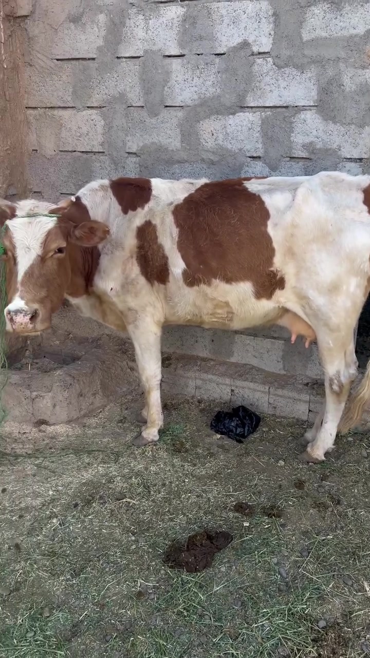 السلام وعليكم بكره البيع جنس مال ديره عشره شهر ونص بس ما نطي شرط وتحلب رقم ‭
‭***********‬
