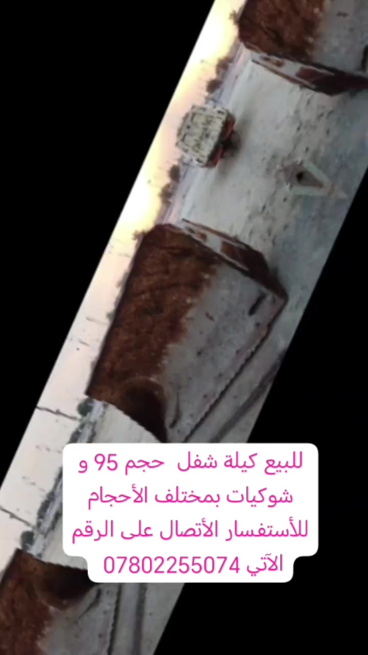 للبيع كيلة شفل حجم ٩٥ و شوكيات بأحجام مختلفة للأستفسار الأتصال على الرقم الآتي ***********
إشارة إلى الأصدقاء 󱢏
