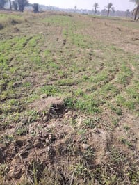 طريق شريفه بنت الحسن • ٣ دونم • ماء سقي مستمر