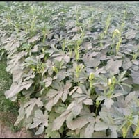 بذور بانيه • درجة أولى • توصيل بابل