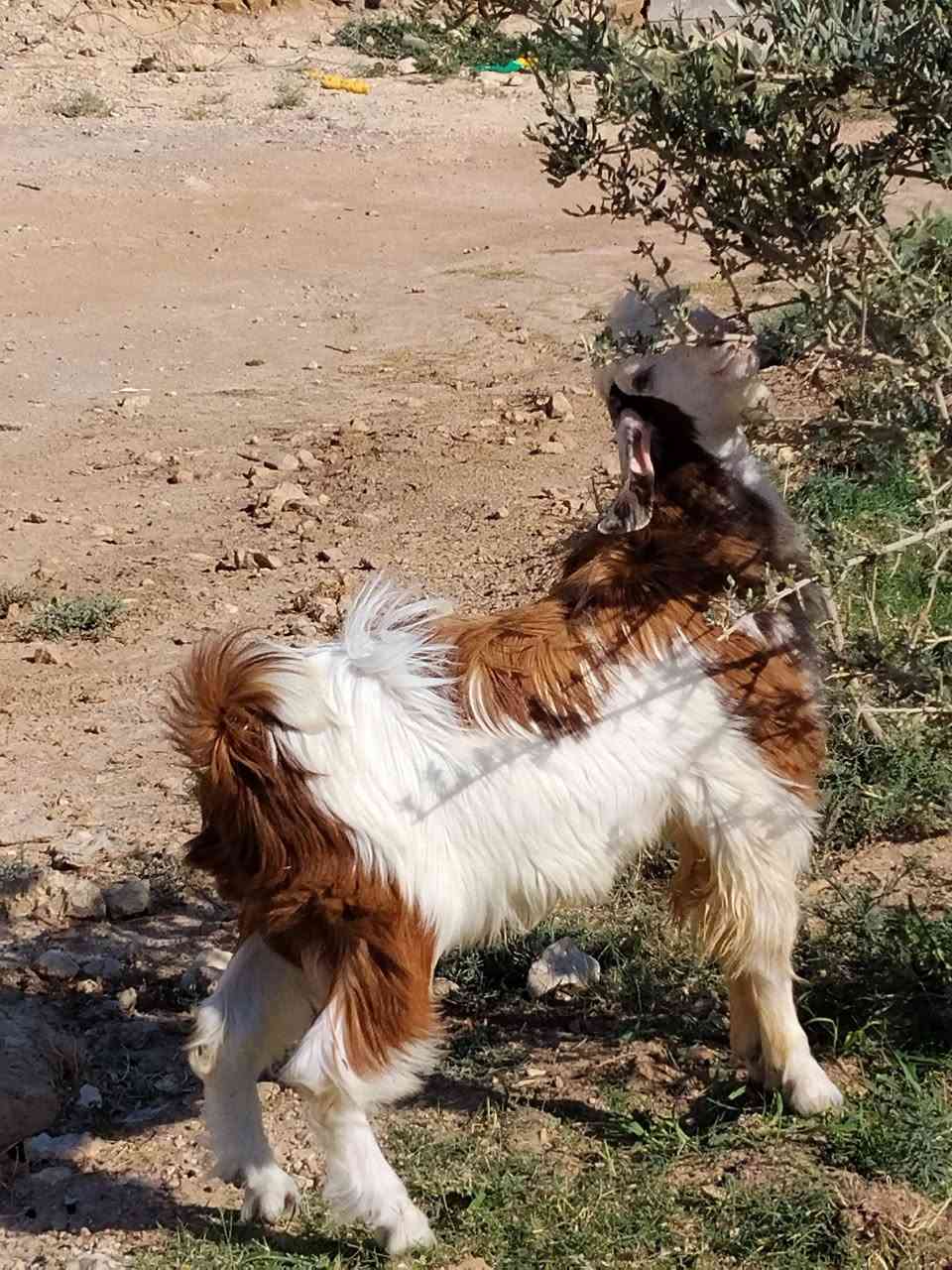 بسم الله تبارك الرحمن
حلال نضيف جنيه للبيع عنز ام ثالث وراها جدي اسود مقوز شرط وجدي الابگع مضرب شامي ماشاءالله علي فحل تريده لحم المكان حديثه السبحان اتصل لو خاص على راسي ***********
