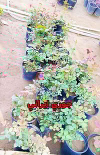 مشتل • زراعة حدائق • كورنيش الديوانية