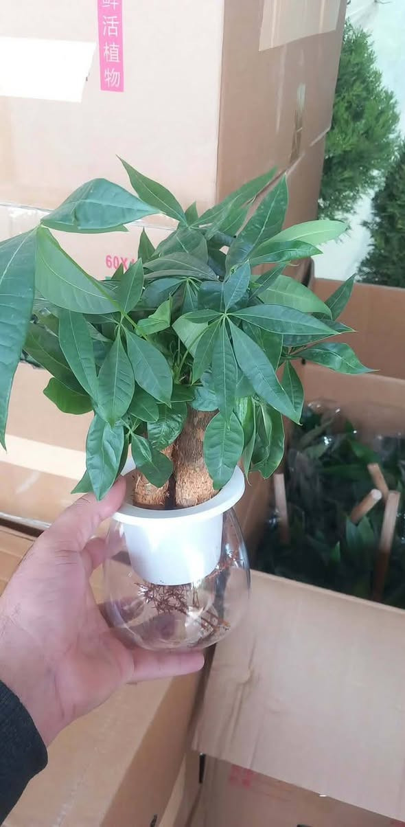 ياالله ... وجبه جديده🔥
#معرض_زهره_الگاردينيا 🌿💚 

"🌿💚 نباتات ظلية مُستوردة 🌸

- أنواع فاخرة ومُختارة بعناية
- جودة عالية وضمان استمرار النمو
- توصيل سريع لجميع المحافظات

مستلزمات النباتات توفرت كلها يمنا ✨
(برلايت/بيتموس/احجار الليكا/مجذر/مقوي / احجار ملونة/سماد  )
 انواع السنادين بلاستك وسيراميك ☘️✨
العنوان // بغداد سبع ابكار 
التوصيل// متوفر لكل المحافظات  

للحجز والاستفسار، راسلونا على الصفحة 📲💬
 هذا الرقم بي واتساب 
***********

أسعارنا تنافسية وخدمتنا مميزة 🌟 
 معرض زهره الگاردينيا  - وين ما تحتاجون النبات، احنا بخدمتكم  🌿💕

#مشتل_ومعرض_زهره_الگاردينيا #نباتات_ظلية #مستوردة #بيع #العراق" #اكسبلور #نباتات
#نباتات_منزلية #مشتل #ازهار #ورود #ورد_طبيعي
