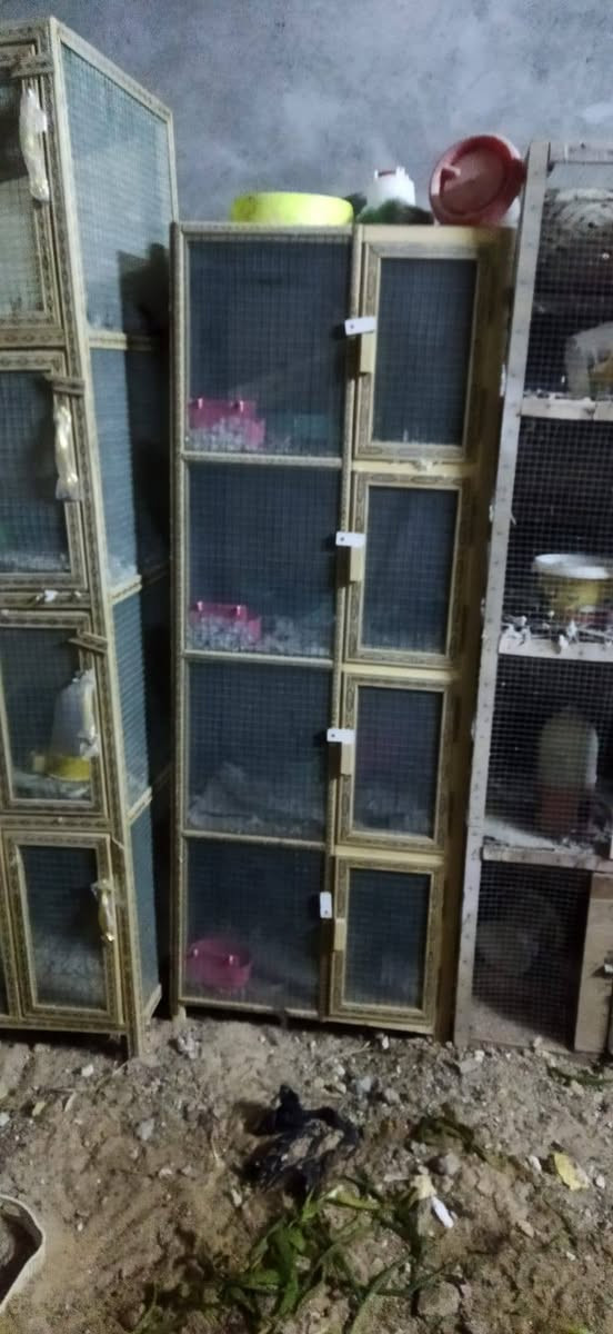 السلام عليكم اخوان خانات انضاف كلش كاملات هناه ومناهلهن وطوسهن مال مكفاف خانه ام 12 طبك سعره 75 ومهات ال 4  العدد 3 سعر الوحده  35 وم الثلاثه ب15
اوذه شلع ب150 قفل وعدي جبره حديد هم البيع سعره ب125 وعدي واجهيه خشب كول اربعه متر جديده ومرتبه سعره 50 وهاذ رقمي ***********
