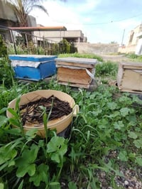 يوجد خلايه نحل للبيع لبيع رقم الهاتف 07734035630