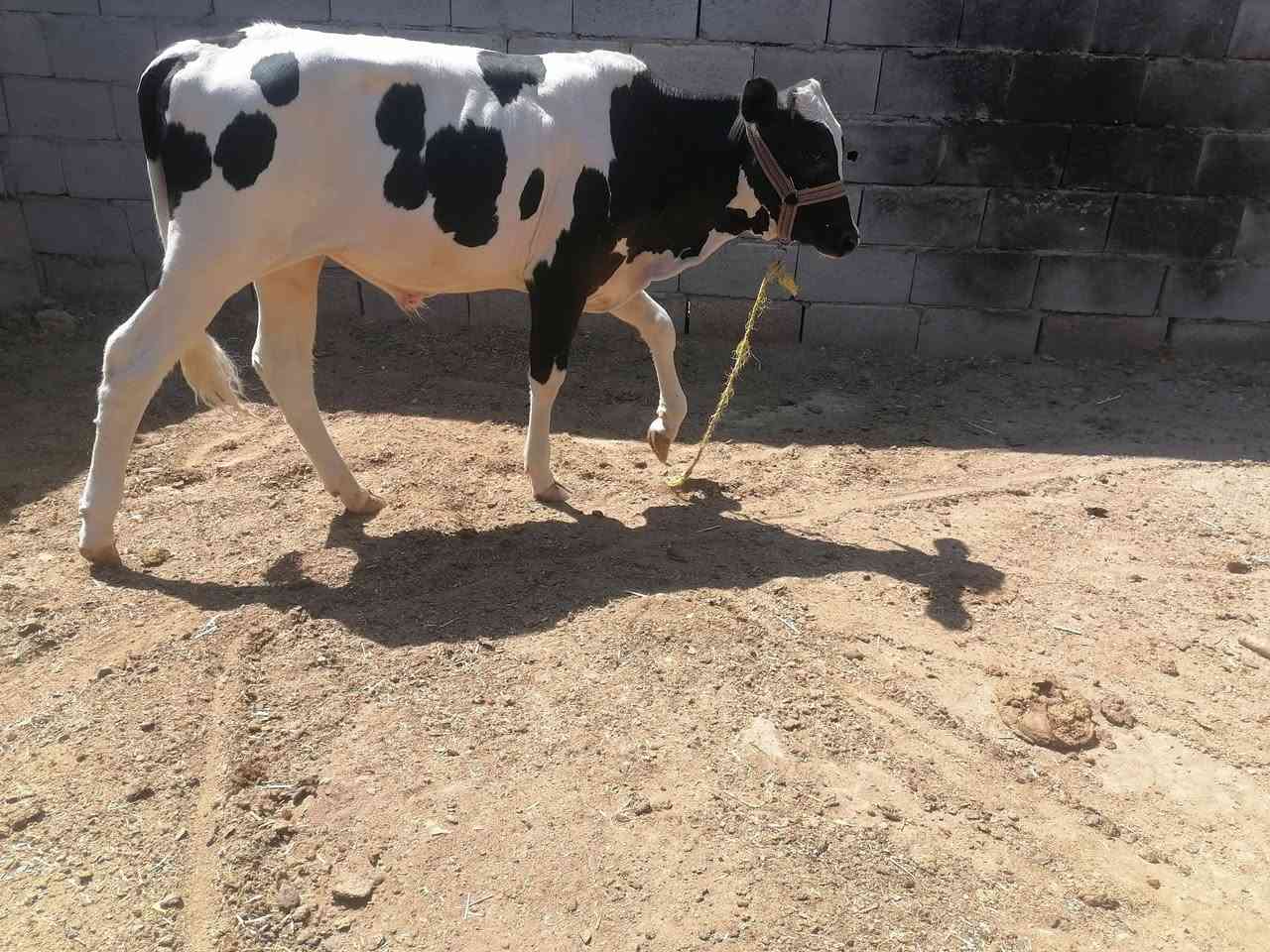 عجول عدد 2 طامات لحم
استفسار. ***********

