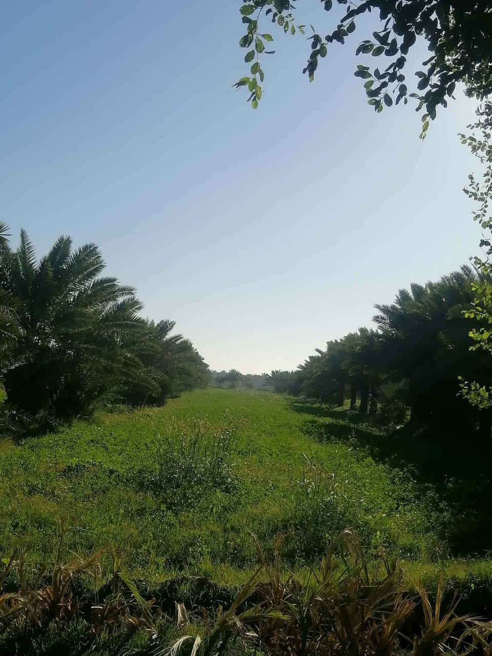 🌴🏡 إعلان مزرعة طابو صرف للبيع 🏡🌴
✨ فرصة نادرة لعشاق المزارع والاستثمار الزراعي ✨
📍 الموقع: الشطرة – العواد الرعدة، قبل الشيخ سميع، على الشط مباشرة مقابل آل سيد حمد.
📐 المساحة: 6 دونمات 📄 نوع الملكية: طابو صرف
🌴 مواصفات المزرعة: ✅ أكثر من 250 نخلة من أجود الأنواع والدرجات الأولى. ✅ نخيل شويثي وبريم أحمر بإنتاجية ممتازة. ✅ أشجار مثمرة متنوعة (تين، تكي، عنب). ✅ بستان خاص بالبيت مزروع حالياً بالبطيخ والبامية ومحاصيل موسمية متنوعة.
🏠 بيت سكني متكامل داخل المزرعة: ▪️ غرفتا نوم ▪️ صالتان ▪️ مطبخ ▪️ صحيات داخلية وخارجية
🏛️ مضيف (ديوانية) فخم ▪️ بطول 12 متر ▪️ جاهز للاستقبال والمناسبات
⚡ الخدمات متوفرة بالكامل ✅ خطان كهرباء وطني ✅ خط ذهبي مستمر ✅ أمبير سحب
💧 السقي مباشر من الشط الرئيسي (مشروع البدعة) طوال السنة.
⭐ ملاحظة مهمة جداً: المزرعة محددة من 3 شوارع، والجهة الرابعة شاطئ نهر مباشر، مما يمنحها خصوصية عالية وانعزالاً تاماً، مع سهولة الوصول إليها من عدة جهات وموقع مميز جداً للسكن والاستراحة والاستثمار.
💰 السعر: راسلونا وتدللون
📞 للاستفسار والمعاينة الوسيط علي للعقار 📱 ***********
🔥 مزرعة طابو صرف متكاملة تجمع بين السكن، الاستثمار، الإنتاج الزراعي، والخصوصية بموقع مميز جداً. 🔥🌴
