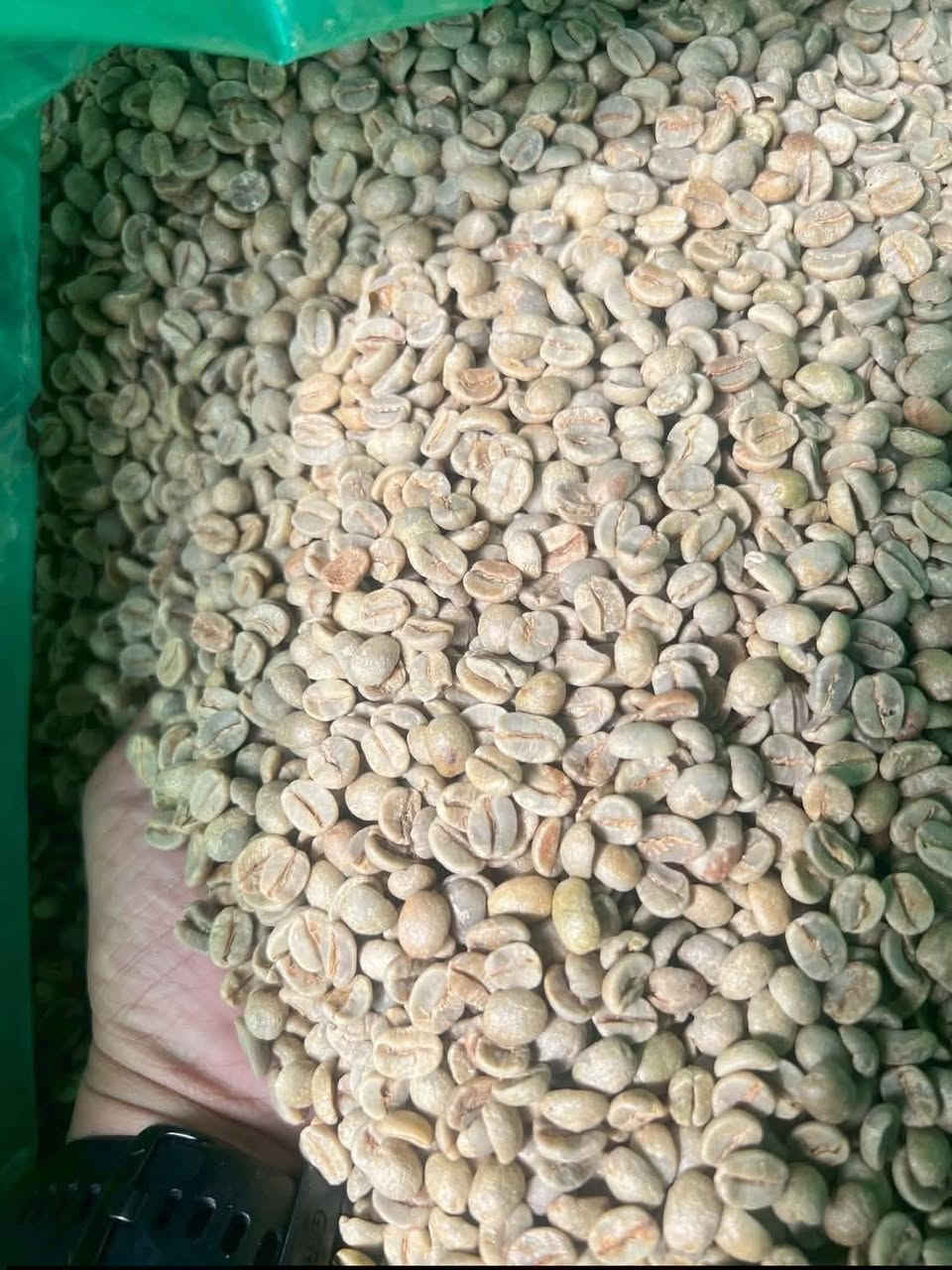 � إعلان إلى السادة التجار وأصحاب محلات بيع القهوة
يتوفر لدينا:

☕ بن أخضر كولومبي سوبريمو أرابيكا 🇨🇴
☕ بن أخضر برازيلي أرابيكا 🇧🇷

🌱 محصول 2026
✅ متوفر بكميات للجملة والمفرد
🔥 إمكانية التحميص حسب الطلب
⚙️ إمكانية الطحن حسب الطلب

للطلب والاستفسار:
📞 ***********

قهوة ذهب
الأصالة في الطعم… والإتقان في التحميص
