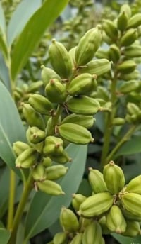 اشجار الهيل • مشتل ابوبكر • شارع ابو رندة