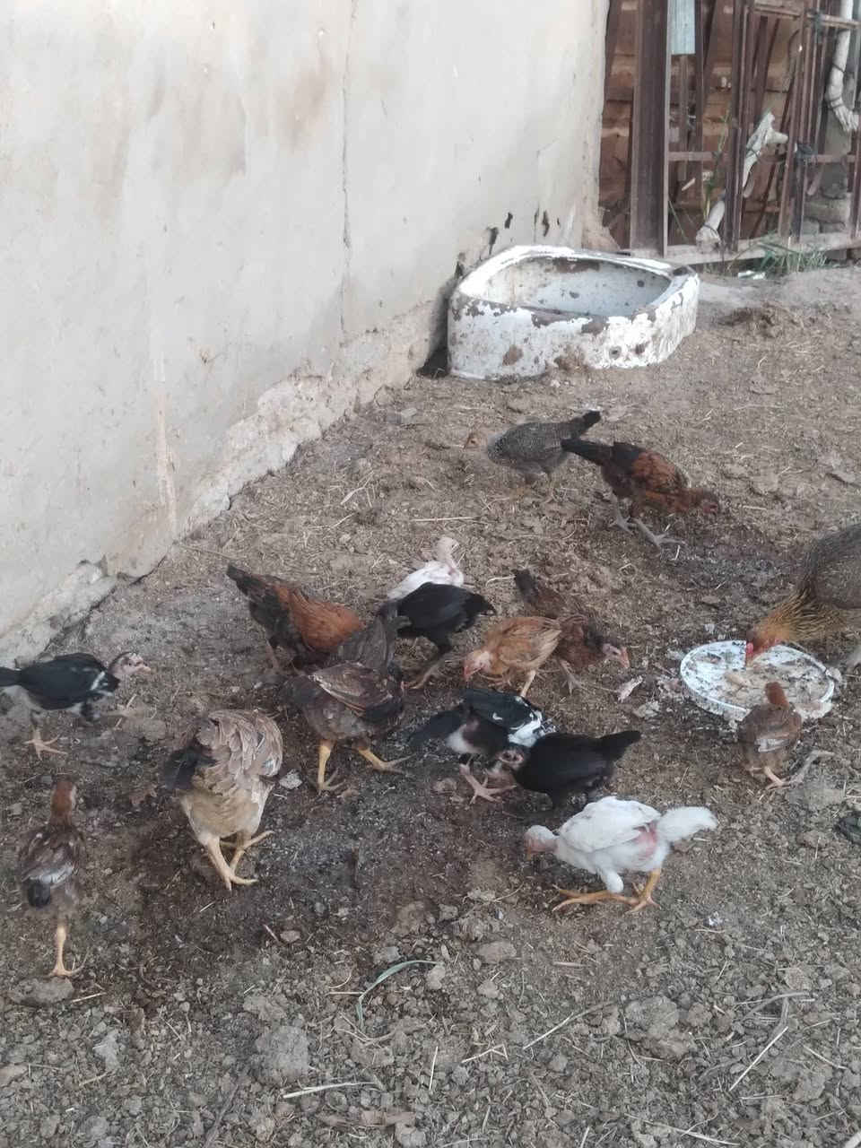 السلام عليكم طيور عرب للبيع ملقحات وكاملات العمر قسم 4اشهر وقسم 3اشهر


**إذا كنت صاحب هذا الإعلان وتريد حذفه لأي سبب، رجاءا أرسل رسالة إلى الدعم الفني**