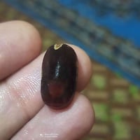 جوهرة • شفة العبد • خامة يمانية