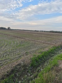 أرض زراعية • ٧ دونم • بابل الكفل