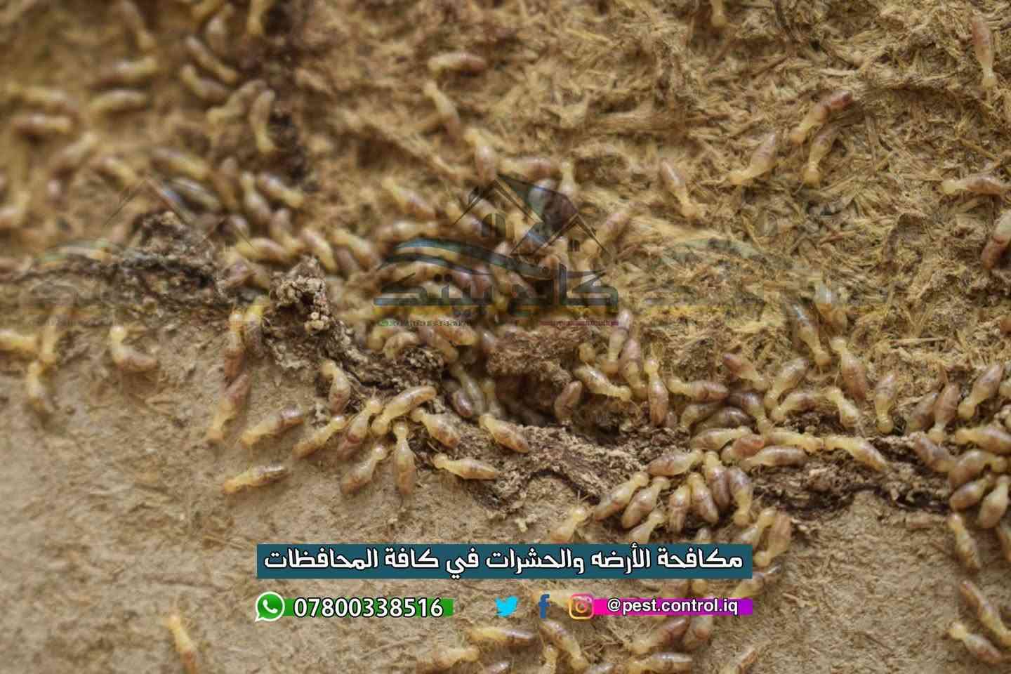 "بيتك أمانة، لا تتركه للأرضة 🐜" #ضمان 5 سنوات 🛡️

⛔ نرفق اليكم مجموعة بسيطه من الصور خلال هذه السنوات في مكافحة حشرة الارضه في كافة انحاء مناطق النجف والكوفه ⛔ في المنازل & المجمعات السكنيه & الدوائر الحكوميه & المستشفيات  🇮🇶 

:: تعاني من آثار #الأرضة أو خايف على بيتك من حشرة الأرضة المدمرة ؟ ⚔️

​ وفرنا لأهلنا في النجف الحل الجذري والاحترافي. مو بس رش مبيدات، إحنه نقدملك "منظومة حماية ذكية" تحمي أساسات بنائك وتضمن لك القضاء على المستعمرات من جذورها وبدون رجعه ❌

         #سنوات_من_العمل_والخبره ✅

​✅ لماذا نحن خيارك الأول في النجف والكوفه ؟
• ضمان ذهبي لمدة 5 سنوات ( عدم عودتها نهائياً ). 
• كادر متخصص ذو خبرة عالية في مكافحة الأرضة.
• نستخدم أحدث #المبيدات #الفايروسية (درجة أولى) وآمنة تماماً.
• خدمة تركيب منظومات مفلترة لـ أساسات البناء ( لحماية منزلك في المستقبل من الاصابه بحشرة الارضه  ).
​لا تخلي مجموعة #حشرات تضيع تعب السنين . 
احمِي بيتك اليوم واستفاد من أسعارنا التنافسية.

🔴 ​لا تنتظر الضرر يوصل لأثاثك ، احجز الآن عبر الواتساب"

***********  📞 | واتساب 

( متواجدون لخدمتكم في كافة أنحاء النجف والكوفة )

#بابل #حشرة_الارضه #كربلاء #مكافحة_حشرة_الارضه #الأرضه #النجف #الكوفه #بغداد #الديوانيه #مكافحة_الحشرات #القوارض #النمل_الابيض #الحله #علاج_الارضه #اكسبلور
