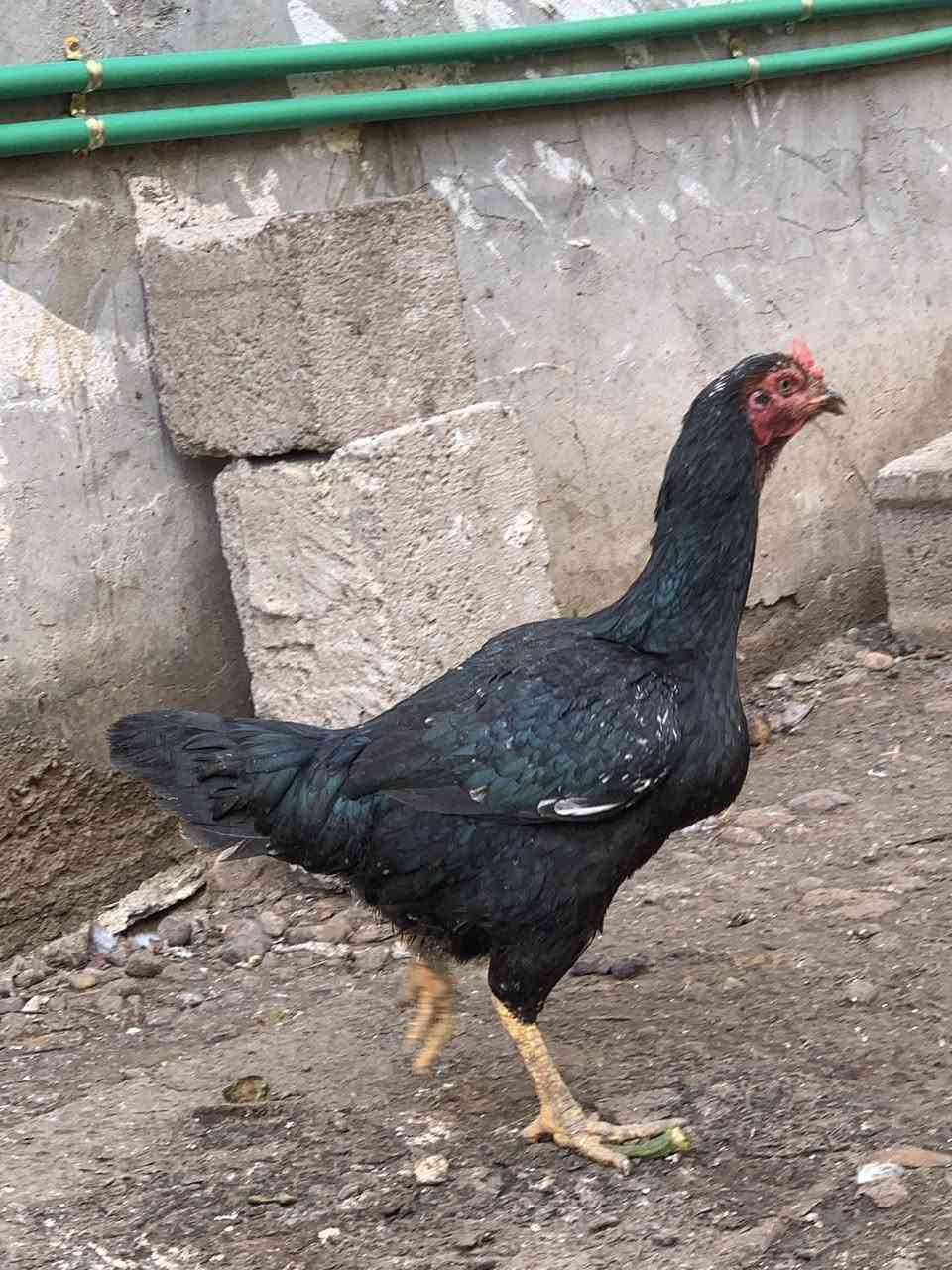 السلام عليكم شباب هاي دجاجات هرتيات للبيع بيهن سوده بعدهه زغيره السعر 100بيهن مجال قليل ليريدهن بخدمته الاستفسار ***********
