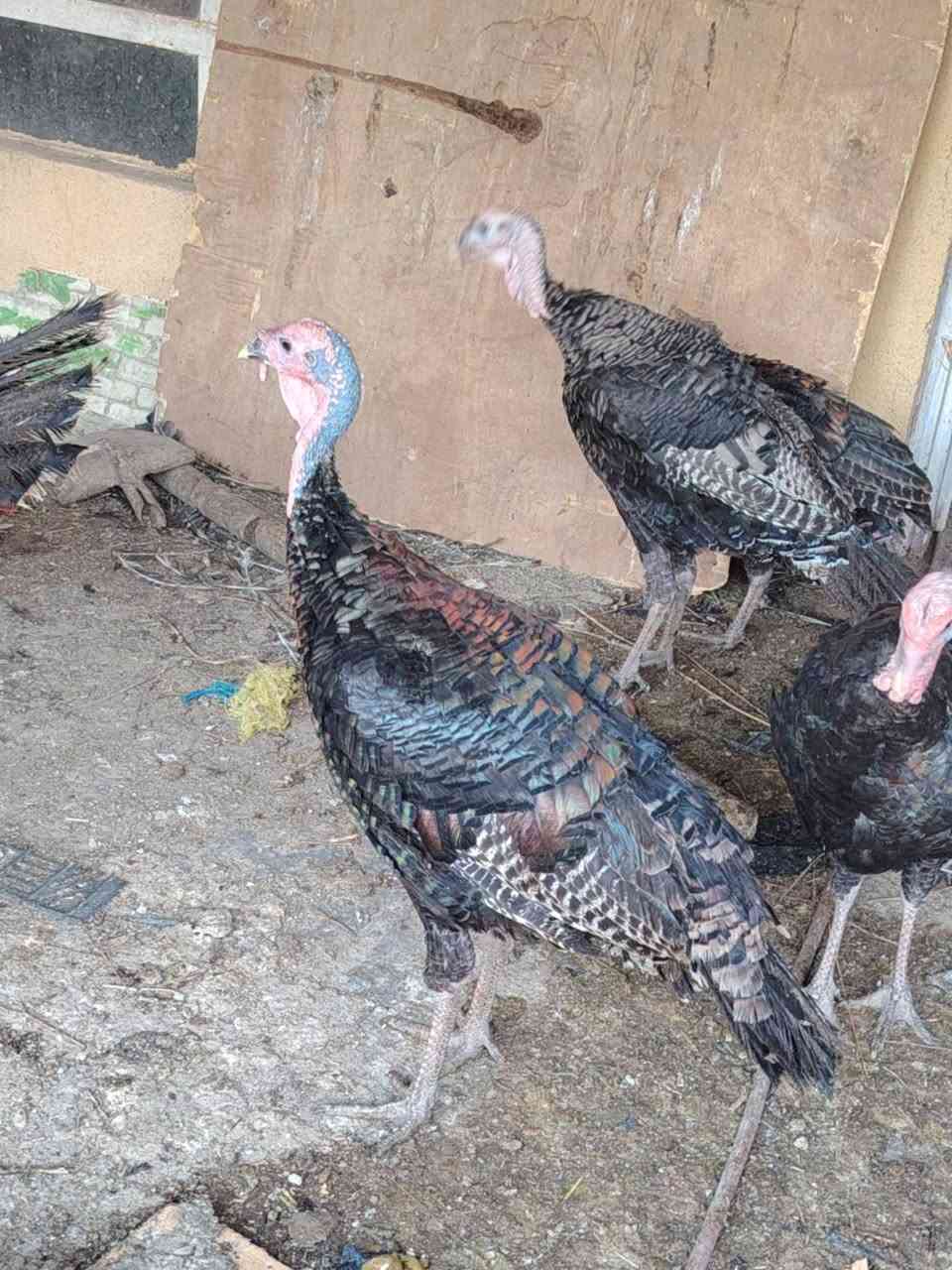 للبيع فسيفس أمريكي الاصلي يوصل وزنه الى 25 كيلو الوزن الحالي من ٤ الى ٧ كيلو سعر الزوج نثيه وفحل ب٦٠ الف موتجي تريد زوج فحل ب٦٠ *********** اتصل مامتواجد ع الفيس بي واتساب
