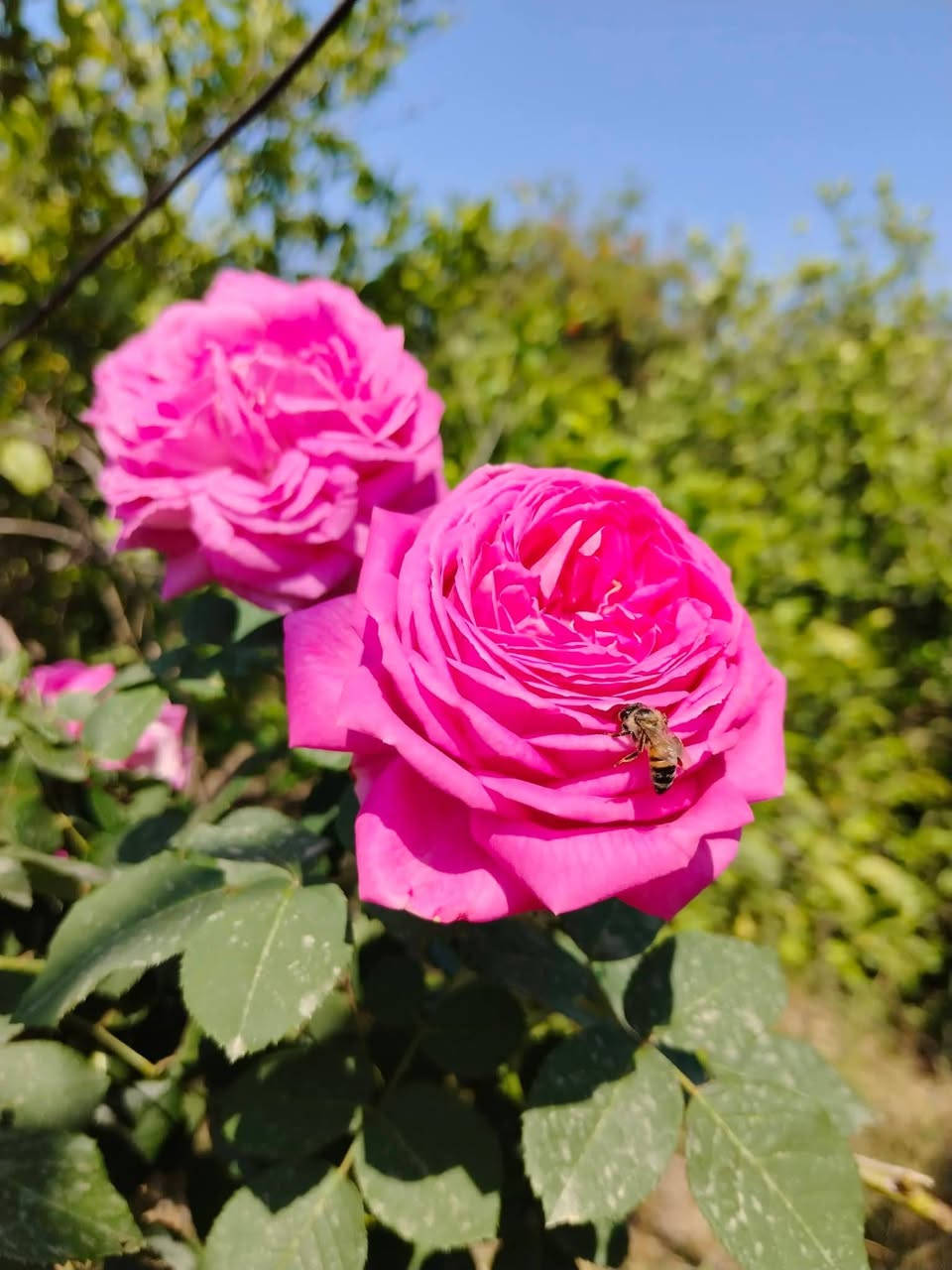 مرحبا متوفر ⚘
جوري عراقي سلطاني العطري الغني عن التعريف ⚘
من أقوى وأجمل الروائح الفواحة من بين الأزهار العطرية الأخرى🌹
يتميز االجوري  السلطااني عن باقي الزهور بعبيره ورائحته الزكية، التي لا ينافسها عطر آخر    🌹 سلطااني  محمدي ⚘
 الجوري السلطاني وردته كبيرة ورائحته عطرية ويزهر حوالي ست مرات في السنة يتحمل ومقااوم للاجوااء العراقيه ⚘
‏‎‏‎💜للحجز والاستفسار يرجى مراسلتنا 📩 على عالخاص❤ 
مشتل ورد الصباح اختيارك الصحيح بكل ثقة 🙏✅


**إذا كنت صاحب هذا الإعلان وتريد حذفه لأي سبب، رجاءا أرسل رسالة إلى الدعم الفني**