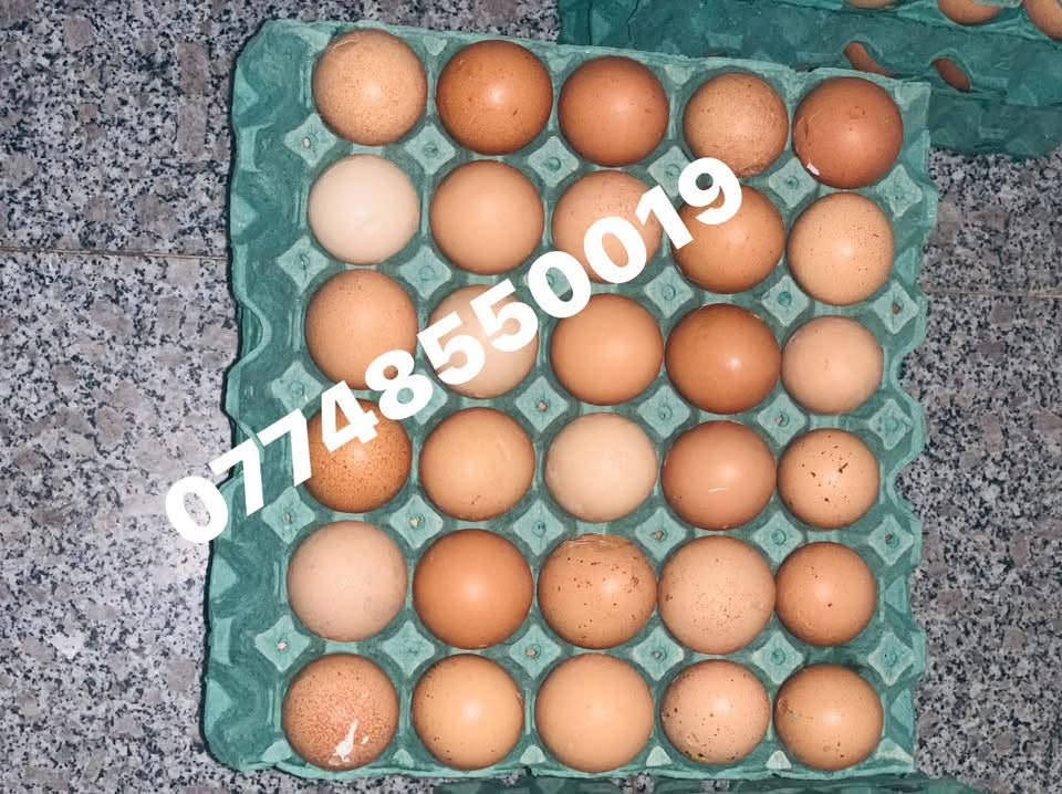 يوجد لدينا بيض عراقي ( مفطر ) ب2 ونص  .. وبيض (عامر) بي فقط نگرة بس خشن ب3 ونص .. الاتصال على  *********** مكاني سلمان باك درعية
