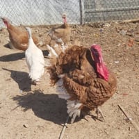 فسفس هولندي • فحل • ٤ اناث