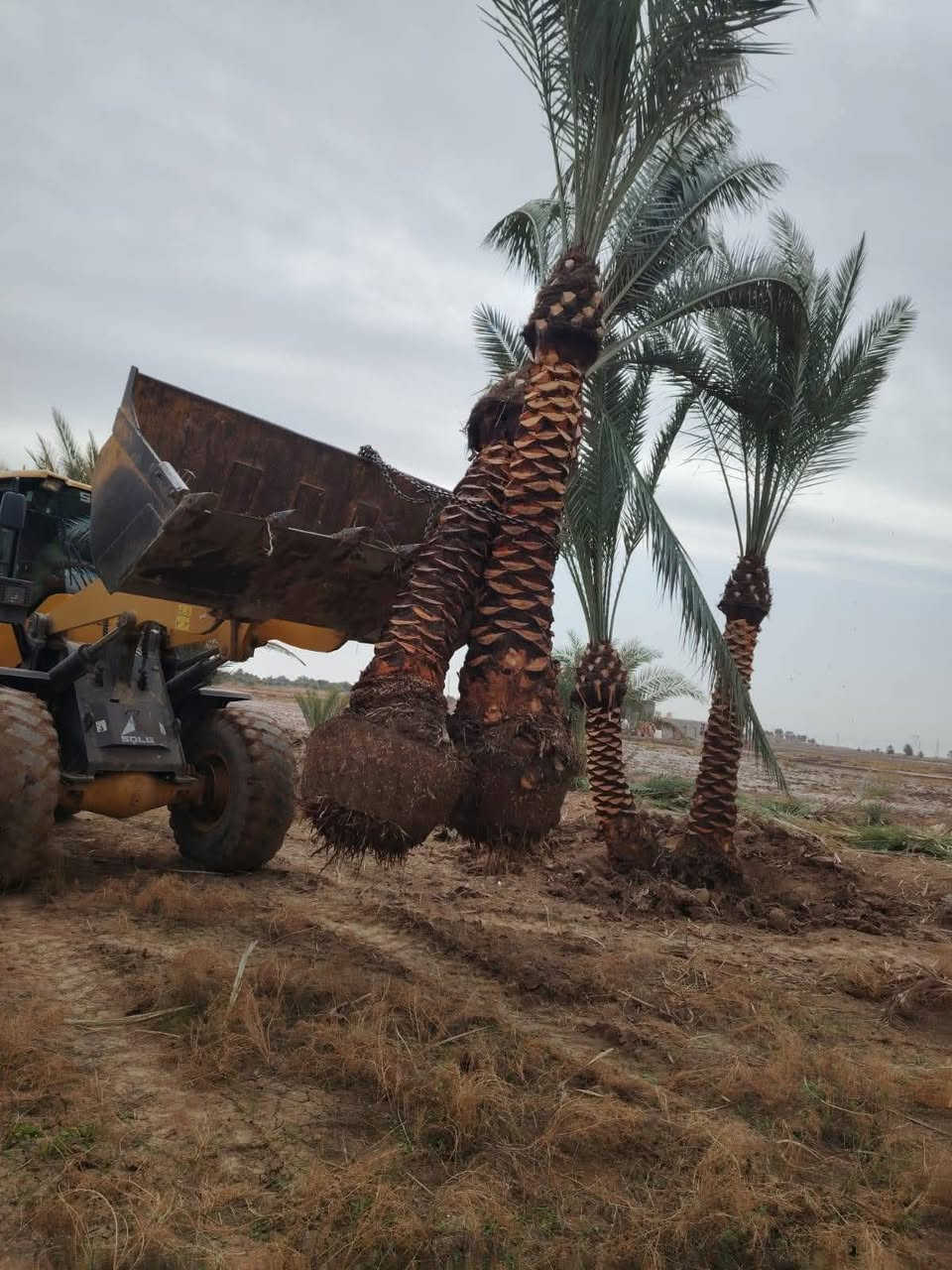 🌴 غرس نخيل 🌴

إذا عندك أرض وتريد تحولها إلى مزرعة جميلة أو منتجع أخضر مليء بالنخيل… إحنا نحققلك هذا الحلم.

🔹 غرس جميع أنواع النخيل
🔹 نقل الفسائل بأمان وبطريقة صحيحة
🔹 تصميم وتنسيق المزارع والمنتجعات
🔹 ترتيب الأرض الزراعية بشكل احترافي

نشتغل بخبرة وثقة حتى نطلع أفضل نتيجة ونخلي أرضك أجمل بالنخيل 🌴

📞 للحجز والاستفسار: (***********)

غرس نخيل… خبرة في زراعة النخيل وتصميم المزارع والمنتجعات
