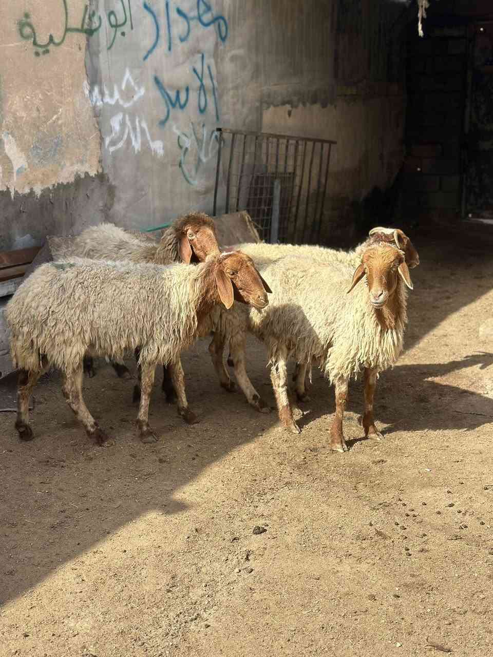 يا الله نعجات بر العدد 4 نعجات كلش حلوات مآل جناي مكفولات كافت شروط الجني سعر آلوحده 250 وبيهن مجال بصيط مكاني البصره الزبير رقمي *********** يوجد توصيل 🚚 داخل البصره
