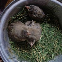 ٣ بلابل • طيور زينة