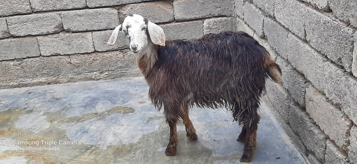 يوجد صخلة شرط نصاحه سعر 150 مكان بيجي حي العصري رقم الهاتف ***********,***********
