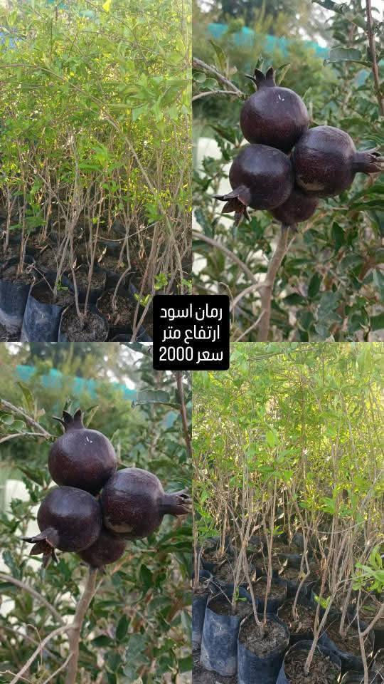 توفر يم مشتلنا رمان انواع
موجود توصيل محافظات 
الرقم ***********
العنوان   الحله مدخل ناحية النيل القديم من جهة الدولي قبل السيطره 
#مشتل #نباتات
