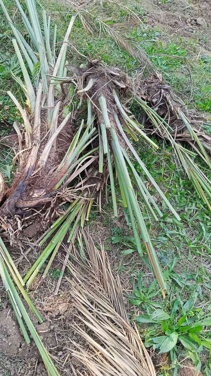 سلام عليكم
# فسايل للبيع سكري وبريم ***********
