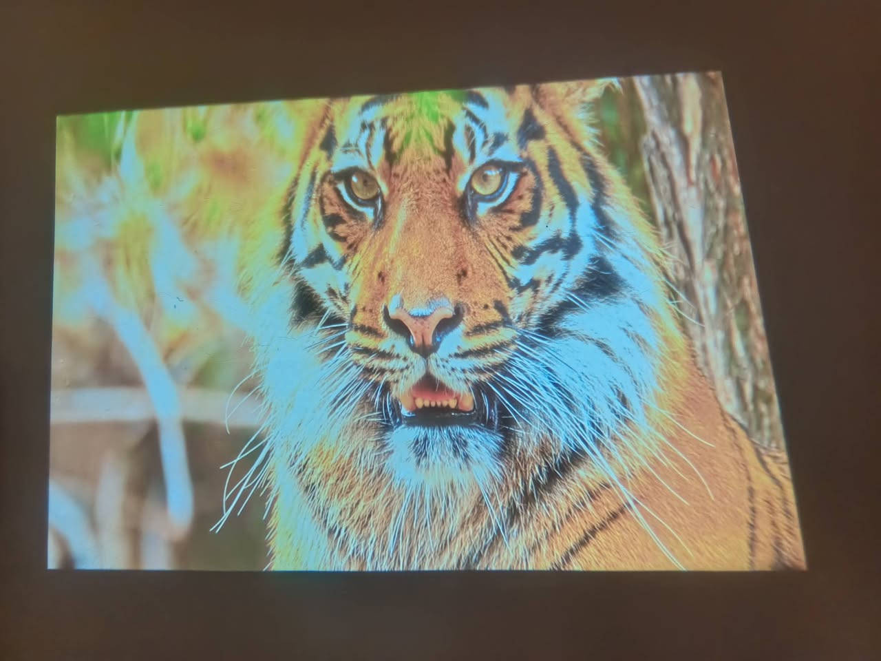 داتا شو 4k اندرويد بيها يوتيوب وسينمانا ب45الف متوفر توصيل ***********
