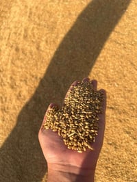 حنطة نزار • نضيفة • ٢٠ طن