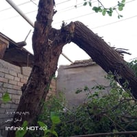 قطع اشجار بغداد تنظيف حدائق 07766307144 07500325441