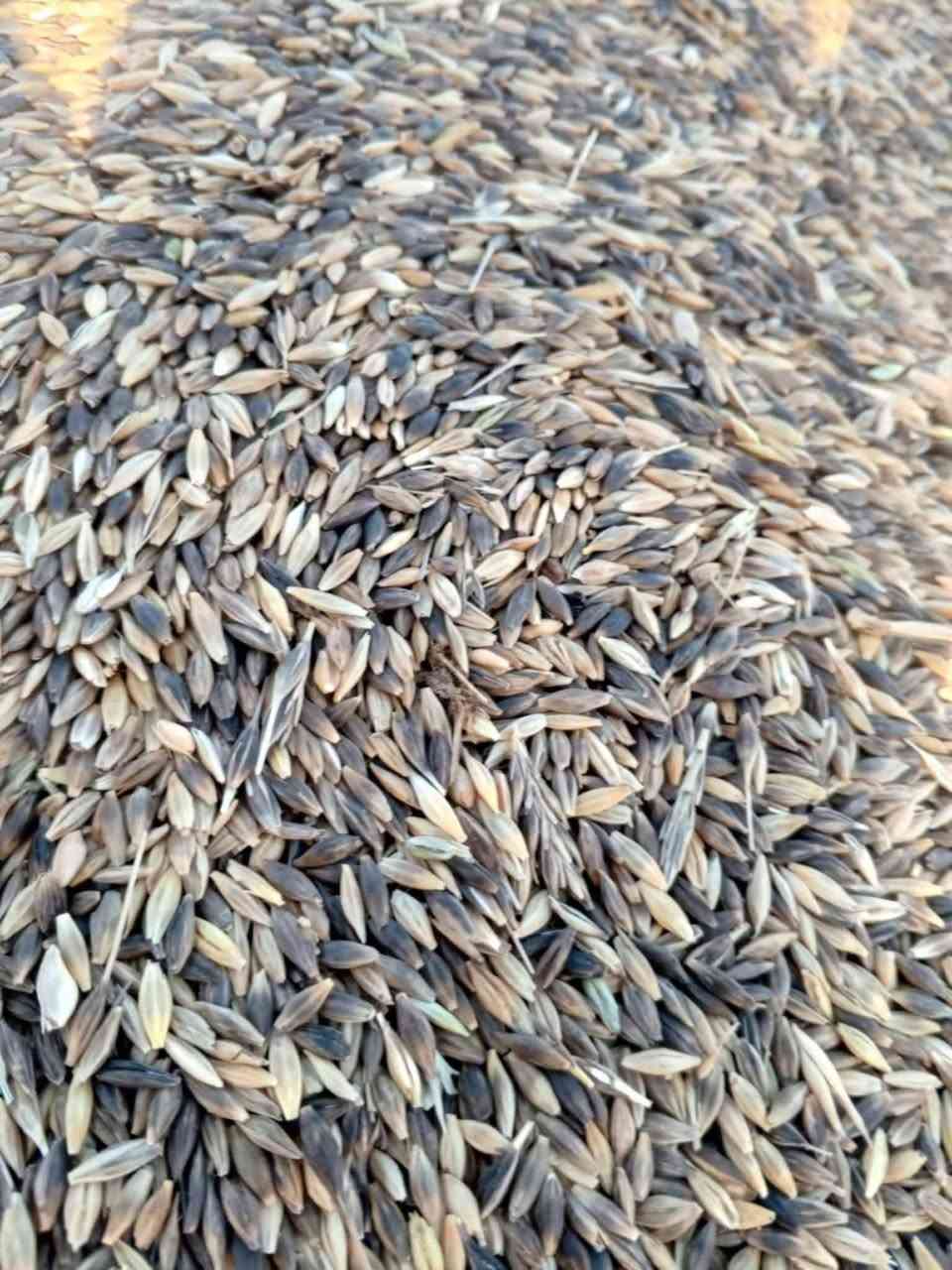 يوجد شعير للبيع اسود مال طشاش كميه خير من الله السعر 580 الطن
المكان الهيجل ***********
