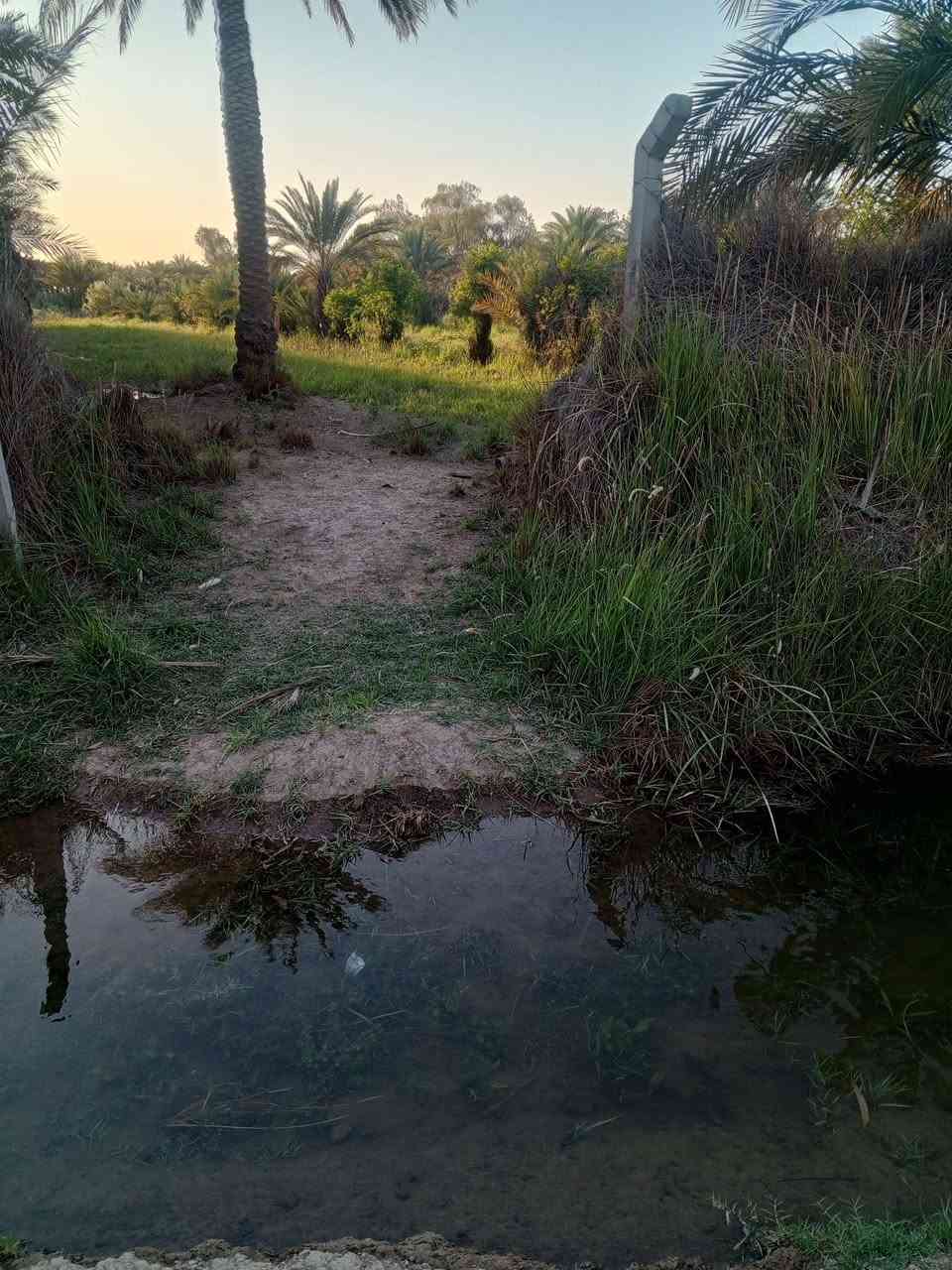 ارض زراعيه خمسه دونم صنف بستان للبيع طريق دغاره ديوانيه استفسار خاص او اتصال ***********.

