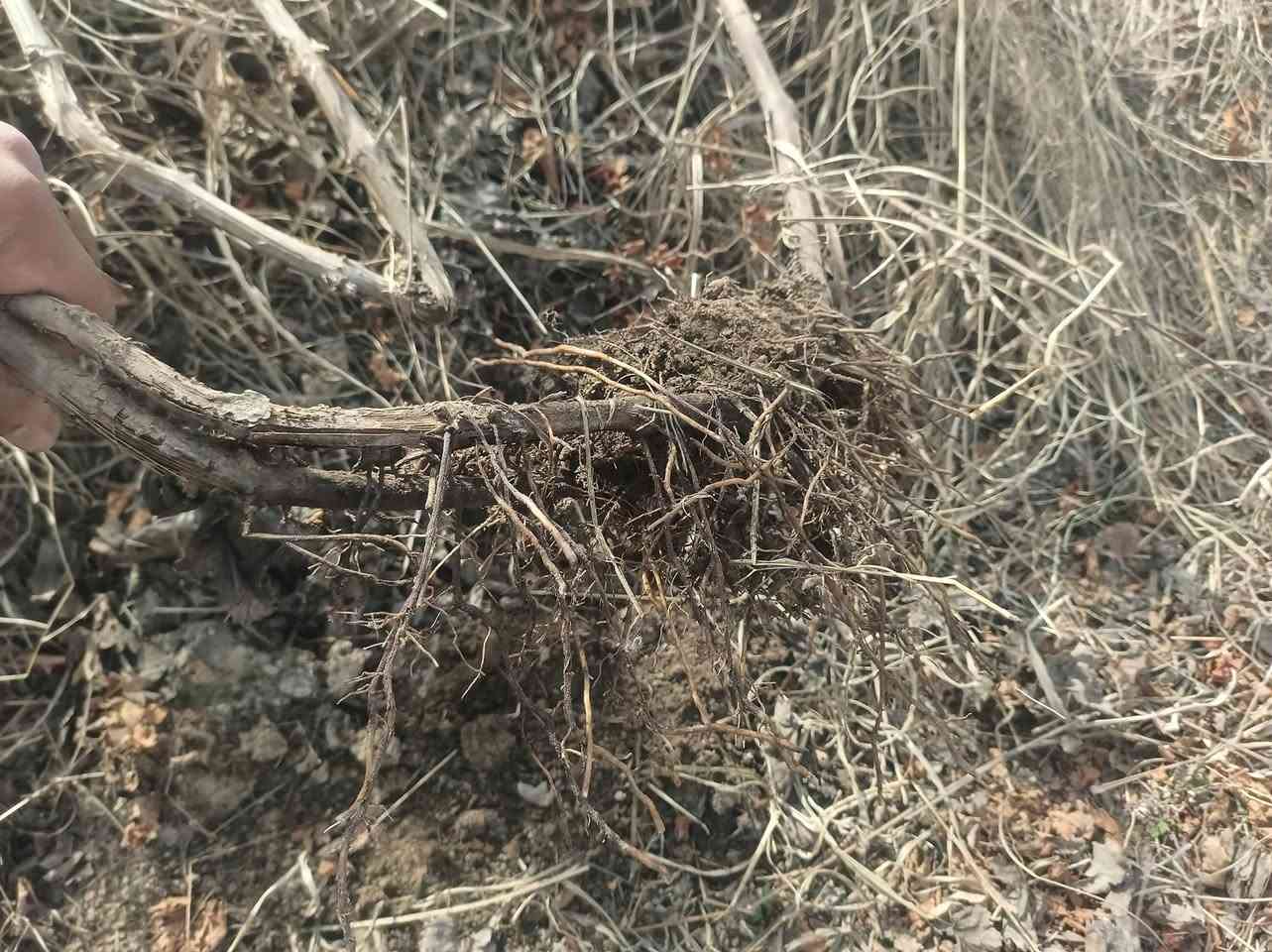 السلام عليكم يوجد دايه عنب تنويم درجه اوله جذر دايه خير من الله عنب حلواني رقم واحد طول روطه متر ونص ومترين يعني صاعده ع قمريه كميه خير من الله ***********
