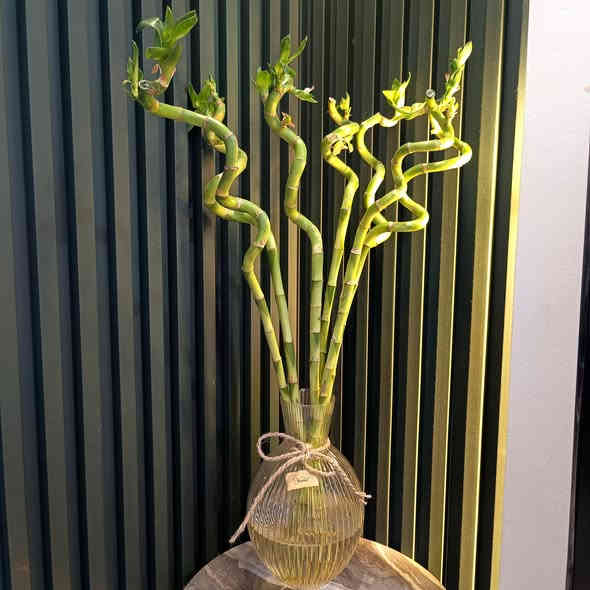 وصول وجبة جديدة 
من النباتات الداخلية والخارجية
الانيقة والجذابة
الاسعار مذكورة تحت الصور

للطلب والاستفسار مراسلة الصفحة 
رقم الواتس اب ***********

يوجد توصيل داخل الموصل 
والجميع محافظات العراق
