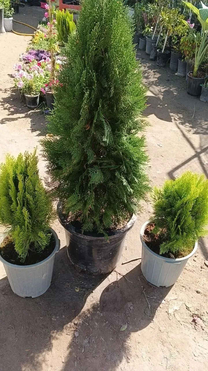 تم وصول نباتات ضليه احجام كبيره وصغيره 
عنوانه كوفه شارع عبد العال خلف مديريه الماء *********** يتوفر توصيل
