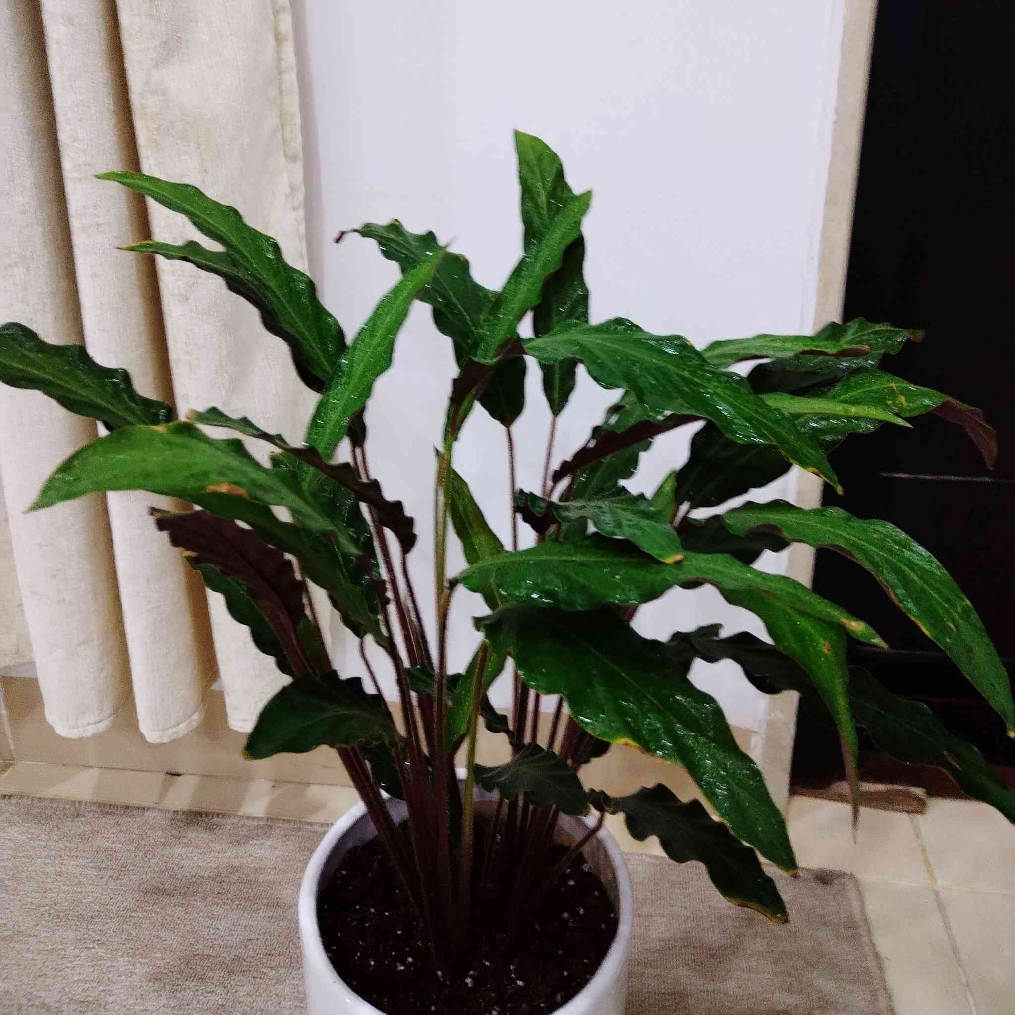 متاح كلاثيا و اروكاريا للجادين التواصل عالخاص


**إذا كنت صاحب هذا الإعلان وتريد حذفه لأي سبب، رجاءا أرسل رسالة إلى الدعم الفني**