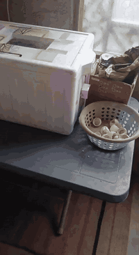 بسم الله الرحمن الرحيم 🌹 توفرت الان  وعرض خاص.فقاسات فلين  ناجحه جدا و...