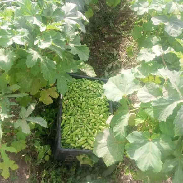 يوجد بذور باميه حسناويه تركي البيع درجه اوله مكفوله وشرط شرط النتاج فول والله الستفسار عله رقم *********** السعر 20الف النتاج فول الموقع الحوائج
