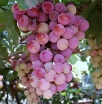 اقلام حلواني • لوازم حلواني