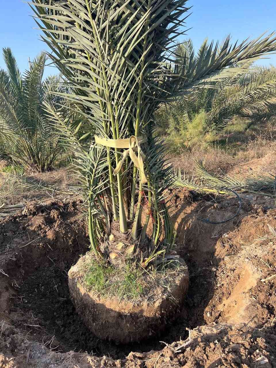 السلام عليكم
تتوفر لدينا نخيل امهات صنف برحي للبيع
من يرغب بالشراء الاتصال على الرقم ‏‪+964 783 499 4275‬‏
البصرة  السيبة


**إذا كنت صاحب هذا الإعلان وتريد حذفه لأي سبب، رجاءا أرسل رسالة إلى الدعم الفني**