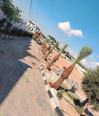 📞07838328224📞 📞07762116082📞 أن شاء الله موسم خير وبركه على الجميع     ...